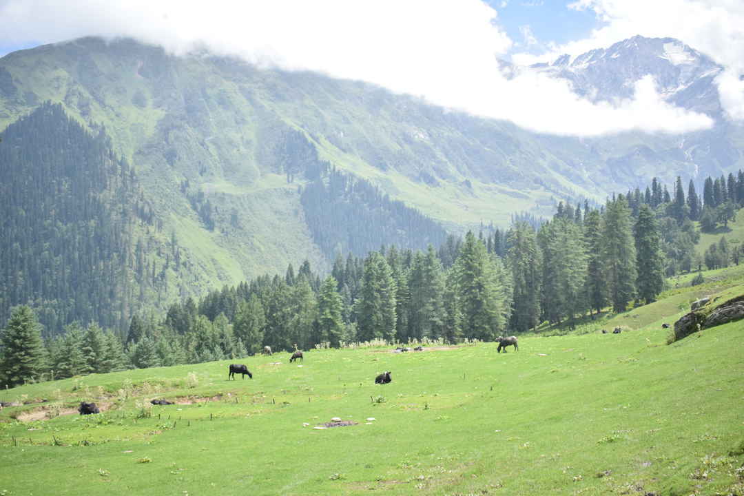 Parvati's Lap - Luxury Hostel & Villa, Lapas Village (Kasol), Parvati Valley, Himachal Pradesh — Bhandak Thach Trek